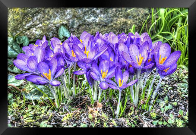 Spring Comes in Colours Framed Print by Oliver Porter