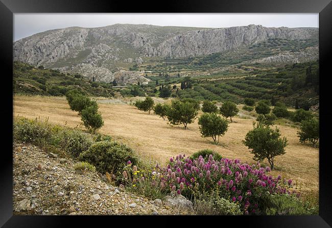 Cretan Olive Grove Framed Print by Oliver Porter