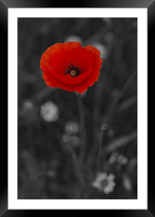 Red and Black Poppy Framed Mounted Print by Oliver Porter