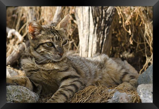 Feline Beauty Framed Print by Oliver Porter