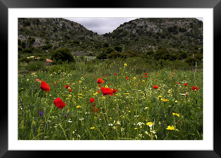 Greek Wild Meadow Framed Mounted Print by Oliver Porter