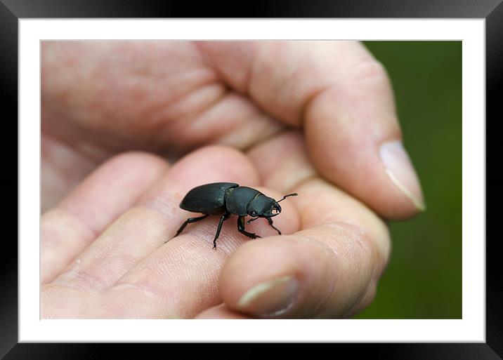 Hands-On With Nature Framed Mounted Print by Oliver Porter