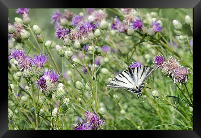 Swallowtail Butterfly Framed Print by Oliver Porter