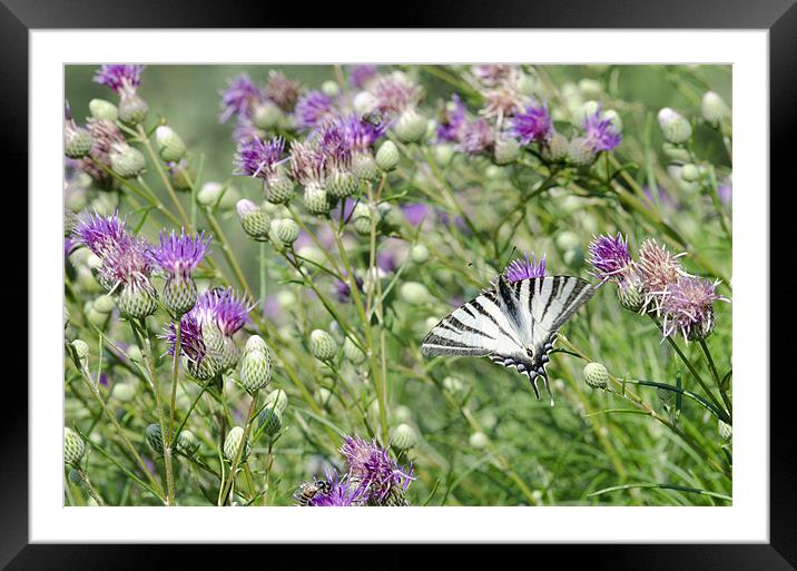 Swallowtail Butterfly Framed Mounted Print by Oliver Porter