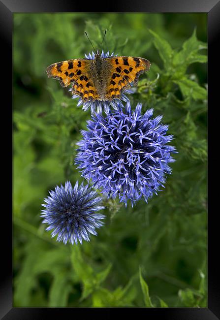 The Comma Butterfly Framed Print by Oliver Porter