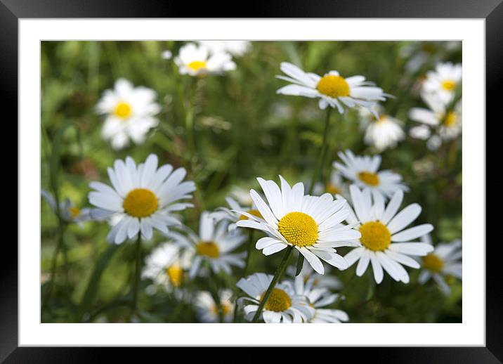 Field of Daisies Framed Mounted Print by Oliver Porter