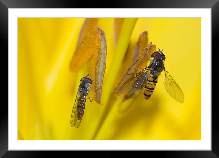 Two of A Kind Framed Mounted Print by Oliver Porter