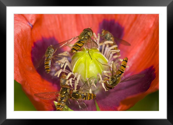 Busy Pollination Framed Mounted Print by Oliver Porter