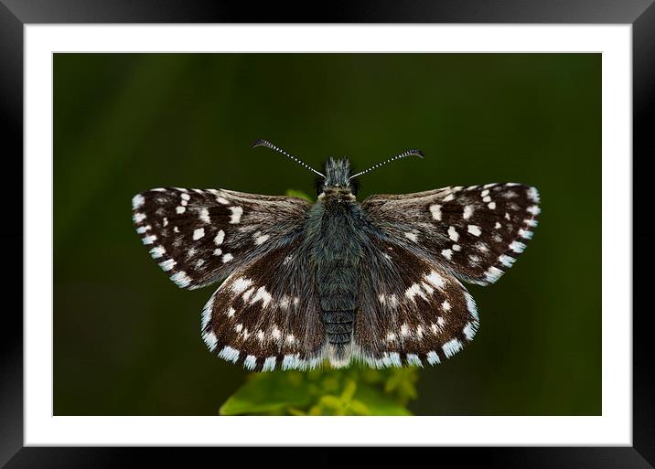 Grizzled Skipper Butterfly Framed Mounted Print by Oliver Porter