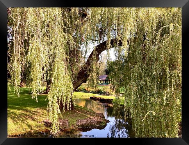 The Sunlit Weeping Willow  Framed Print by Angharad Morgan
