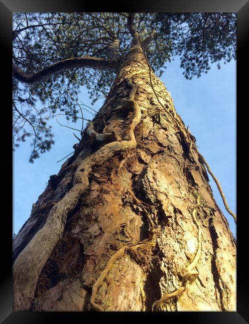 Summer Tree Bark Framed Print by Angharad Morgan