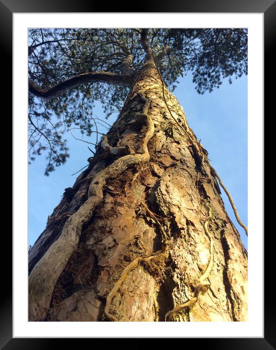 Summer Tree Bark Framed Mounted Print by Angharad Morgan