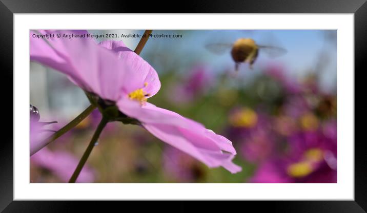 Flight of the Bumble Bee Framed Mounted Print by Angharad Morgan