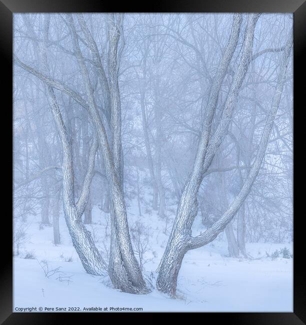 High Key Image of Snow spotted trees in Winter Framed Print by Pere Sanz