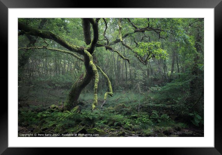Moss Covered Tree in a Deep Forest in Galicia, Spain Framed Mounted Print by Pere Sanz