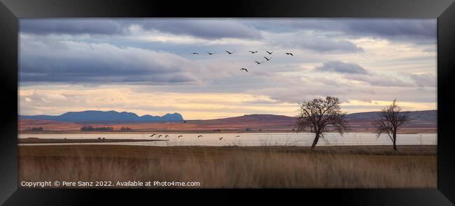 Flock of Cranes Returning to Gallocanta Lagoon, Spain Framed Print by Pere Sanz
