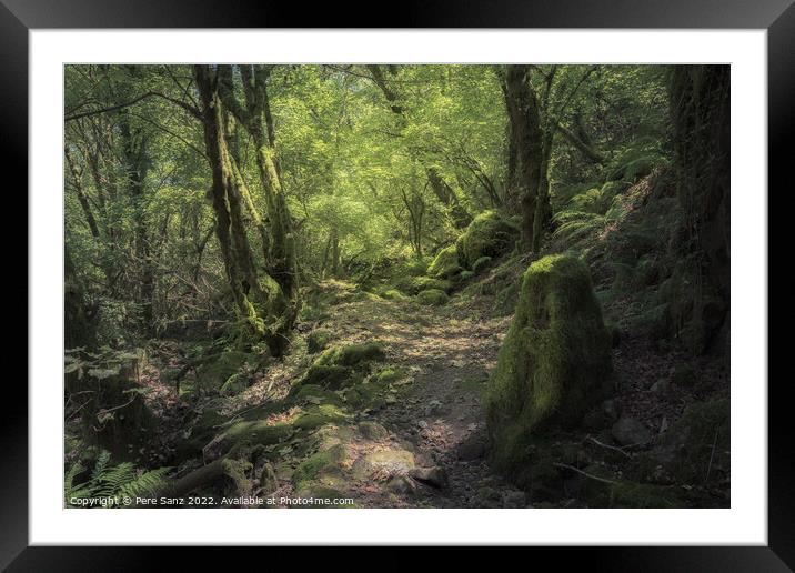 Moss Covered Rocks and Trees at a Deep Forest in Galicia, Spain Framed Mounted Print by Pere Sanz