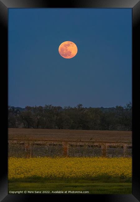 Pink Supermoon in April 2022 Framed Print by Pere Sanz