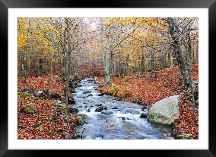 Autumn Beech Forest wirh Creek Across in the Monts Framed Mounted Print by Pere Sanz
