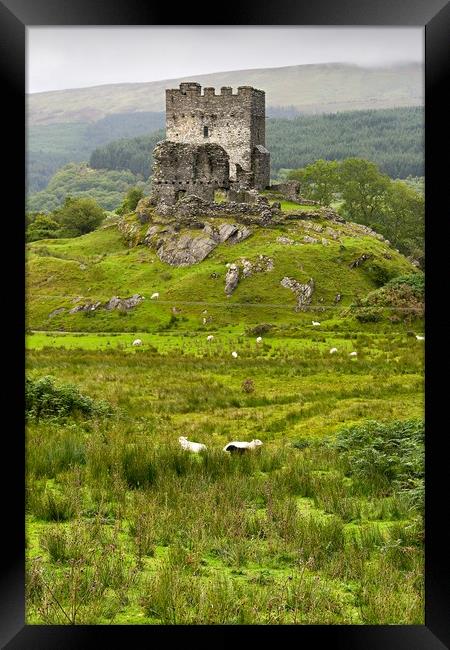 dolwyddelan  castle in Snowdonia,  wales  Framed Print by Pere Sanz