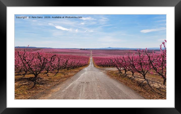 Peach Trees in Early Spring Blooming in Aitona, Ca Framed Mounted Print by Pere Sanz