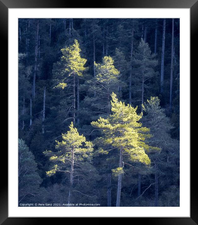Pines Catching Sunlight Against Background Forest in Shadow Framed Mounted Print by Pere Sanz