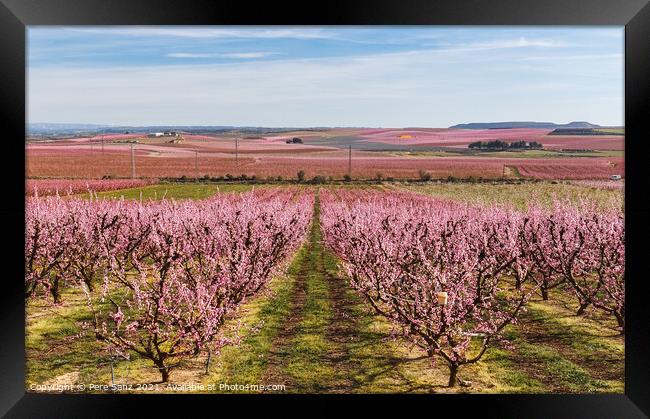 Peach Trees in Early Spring Blooming in Aitona, Catalonia Framed Print by Pere Sanz