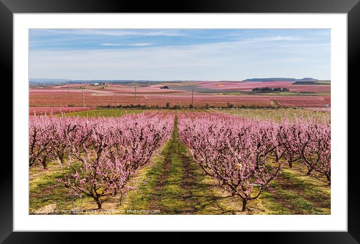 Peach Trees in Early Spring Blooming in Aitona, Catalonia Framed Mounted Print by Pere Sanz