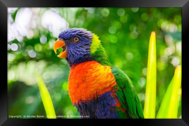 Rainbow lorikeet parrot portrait Framed Print by Nicolas Boivin
