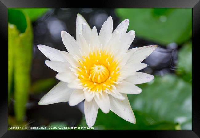 Water lily close up Framed Print by Nicolas Boivin