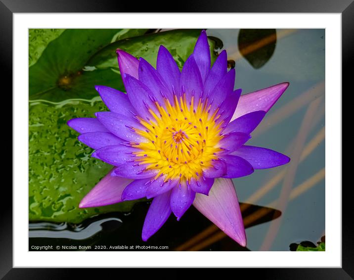 Purple water lily Framed Mounted Print by Nicolas Boivin