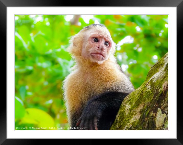 White-faced capuchin monkey Framed Mounted Print by Nicolas Boivin