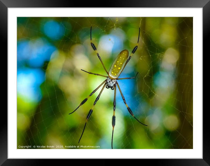 Golden Orb Spider Framed Mounted Print by Nicolas Boivin