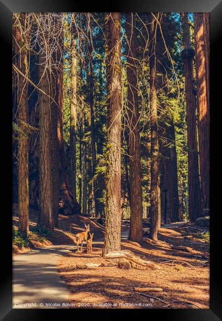 Sequoia National Park Framed Print by Nicolas Boivin