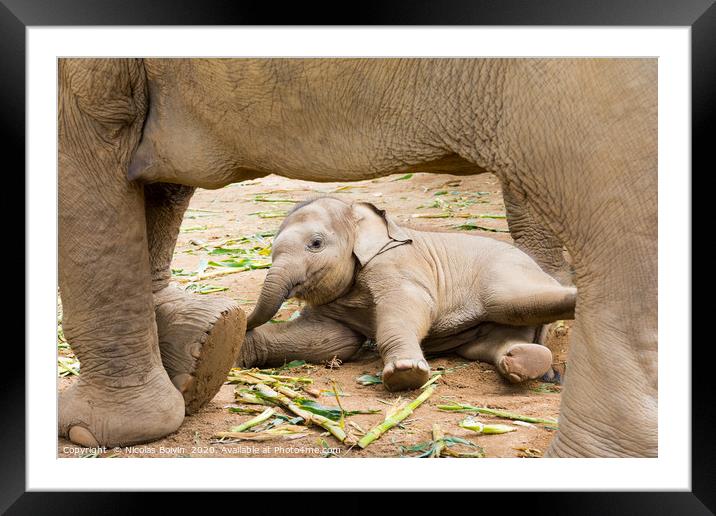 Elephant in protected nature park  Framed Mounted Print by Nicolas Boivin