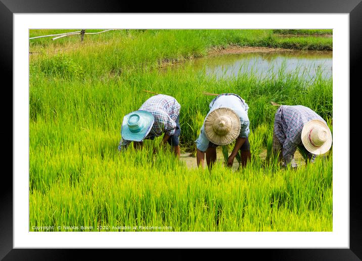 Farmers in rice field near Chiang Mai Framed Mounted Print by Nicolas Boivin