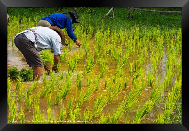 Farmers in rice field near Chiang Mai, Thailand Framed Print by Nicolas Boivin