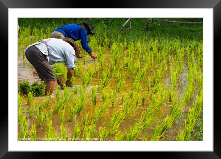 Farmers in rice field near Chiang Mai, Thailand Framed Mounted Print by Nicolas Boivin