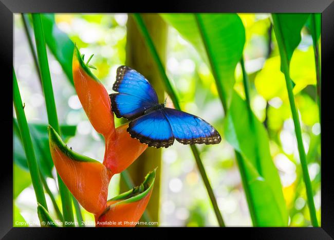 Blue morpho butterfly Framed Print by Nicolas Boivin