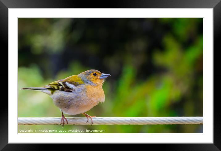 Little bird close up in Madeira island Framed Mounted Print by Nicolas Boivin