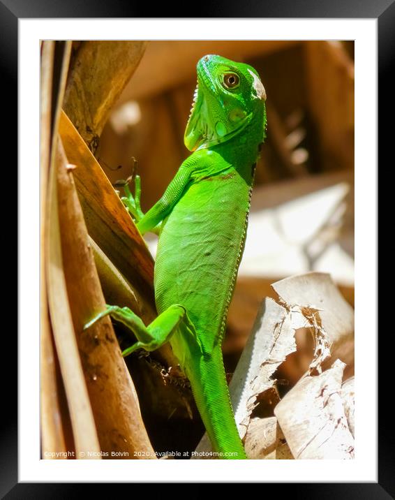 Green iguana in Tortuguero National Park Framed Mounted Print by Nicolas Boivin