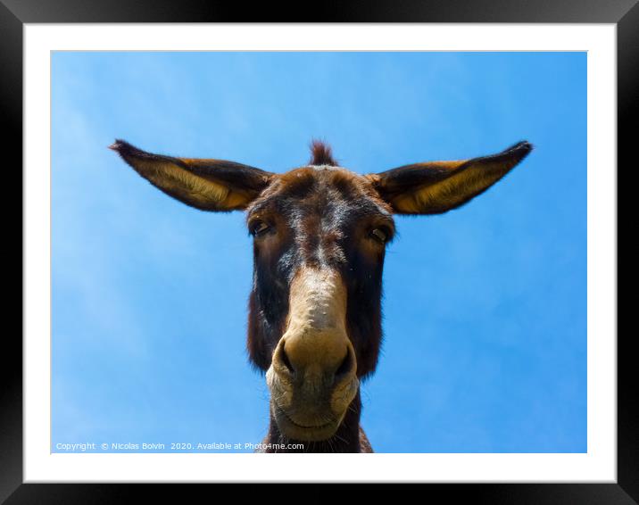 Cute funny mule in Naxos island Framed Mounted Print by Nicolas Boivin