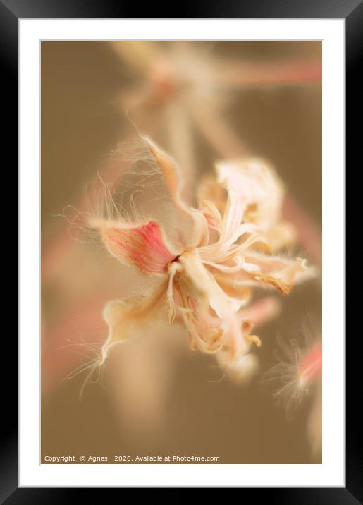 breathless Framed Mounted Print by Agnes 