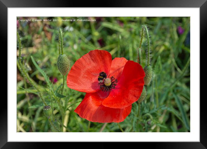 Collecting pollen Framed Mounted Print by Kevin Winter