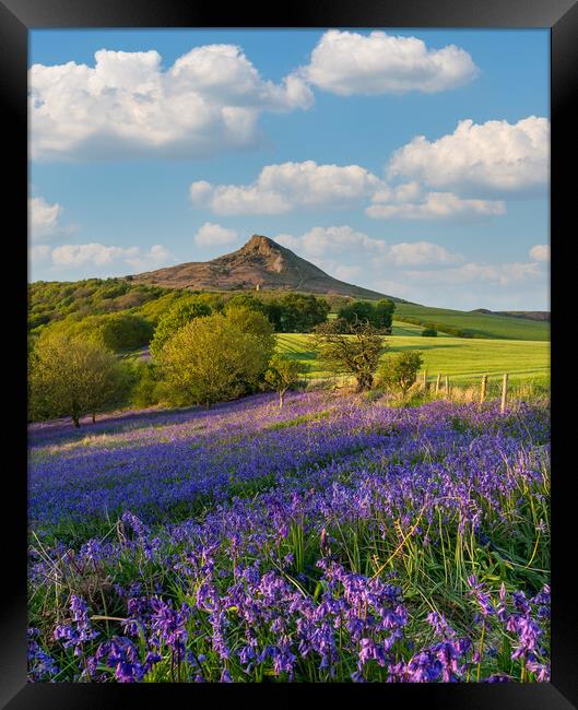 Carpet of Bluebells by Roseberry Topping Framed Print by Kevin Winter