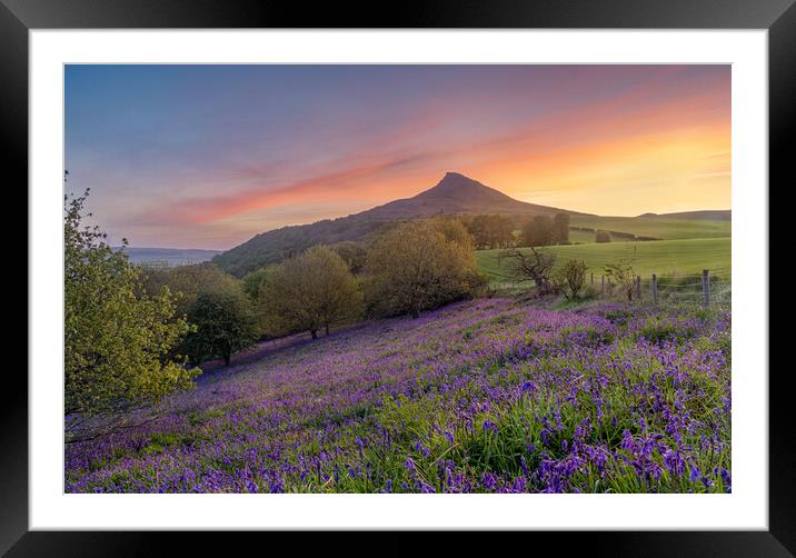 Bluebell field at sunrise Framed Mounted Print by Kevin Winter