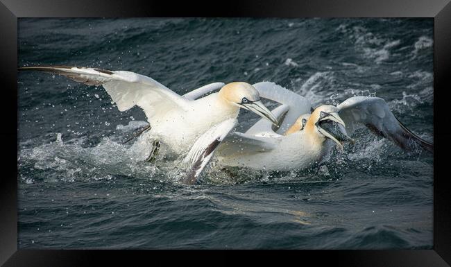 Fighting Gannets Framed Print by Kevin Winter