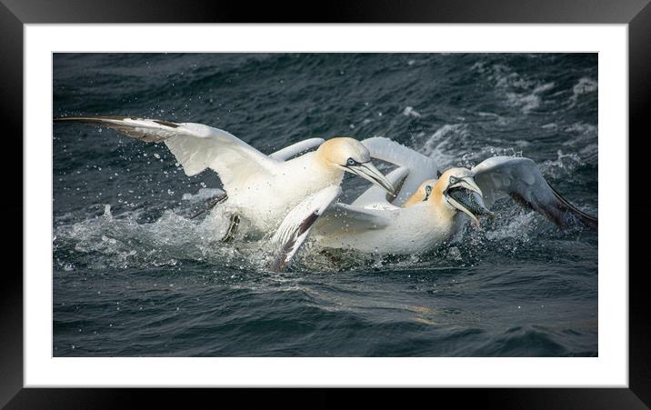 Fighting Gannets Framed Mounted Print by Kevin Winter