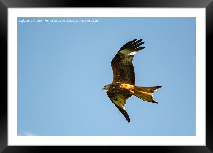 Red Kite in flight Framed Mounted Print by Kevin Winter