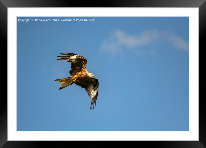 Red Kite in flight Framed Mounted Print by Kevin Winter